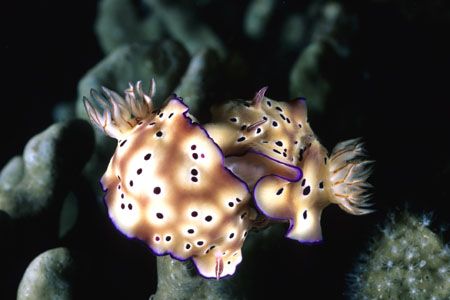 Cebu Island Philippines
Nikonos RS 50mm Macro by Depaulis Carlo 