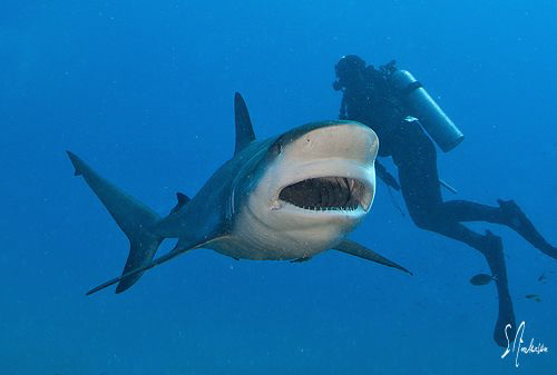 This Reef Shark showing a yawn, as we make our way across... by Steven Anderson 