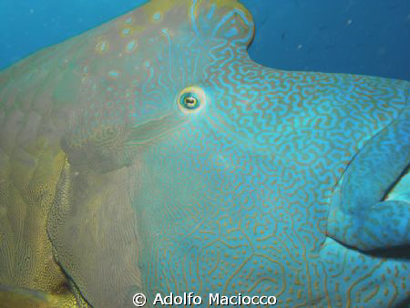 Napoleon wrasse by Adolfo Maciocco 