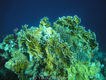 Fair coral 2 by Yakout Hegazy 