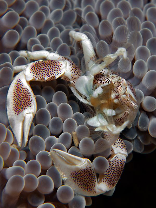 Porcelain crab is filtring for food. by Henry Jager 