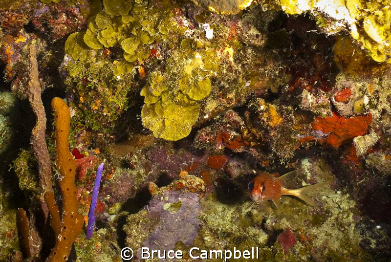 In the British Virgin Islands the Indians dive site is so... by Bruce Campbell 