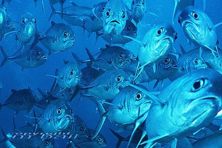 Borneo/Malaysia/Sipadan island-makarels Nik-RS by Manfred Bail 