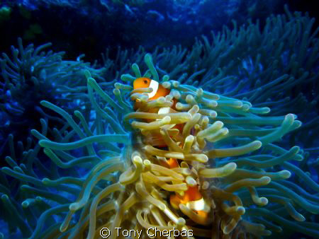 Clown Fish: Panasonic ZS3 with Inon video light by Tony Cherbas 