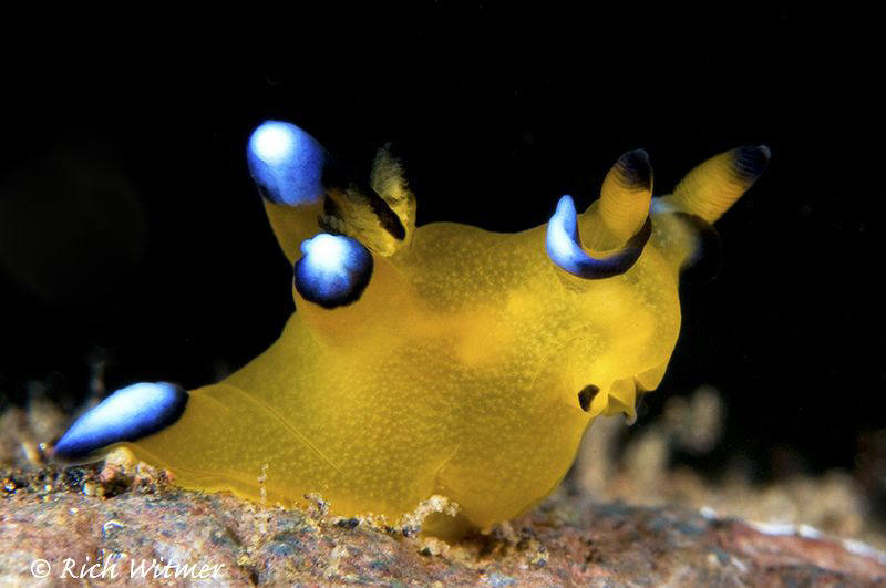 Thecacera Pacifica.  D300/Inon Strobes/105mm + Diopter by Richard Witmer 