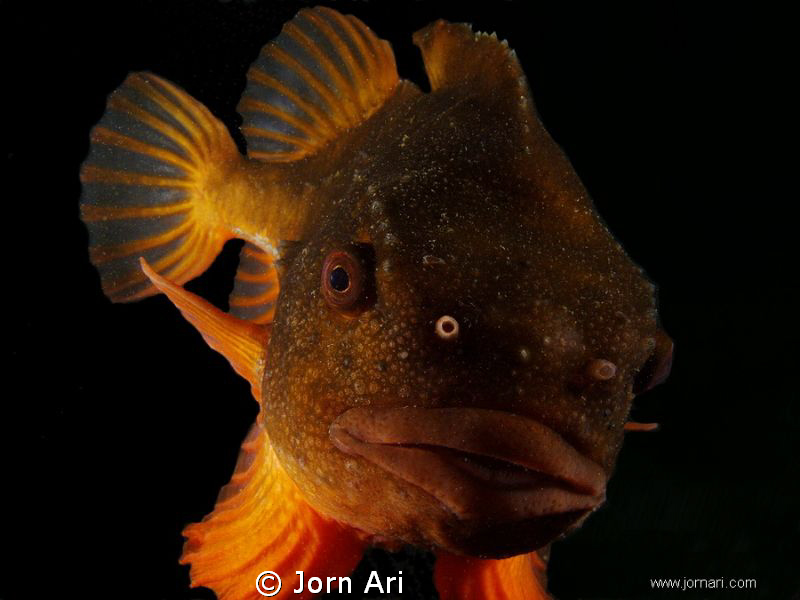 Lumpsucker dancing in front of my domeport.
The male is ... by Jorn Ari 