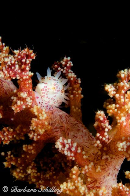 Tiny Cowrie on softcoral by Barbara Schilling 