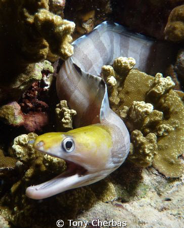 Moray: Panasonic ZS3 with Inon strobe by Tony Cherbas 