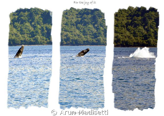 BREACH!!!
Bull sperm whale advertising his presence to t... by Arun Madisetti 