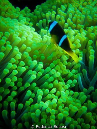 Anemone... by Federico Senesi 