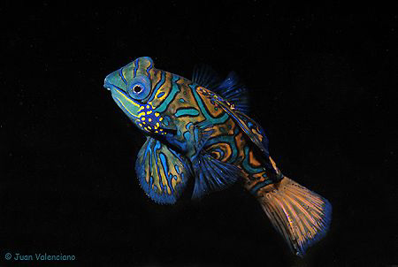 MANDARIN by Juan Valenciano 