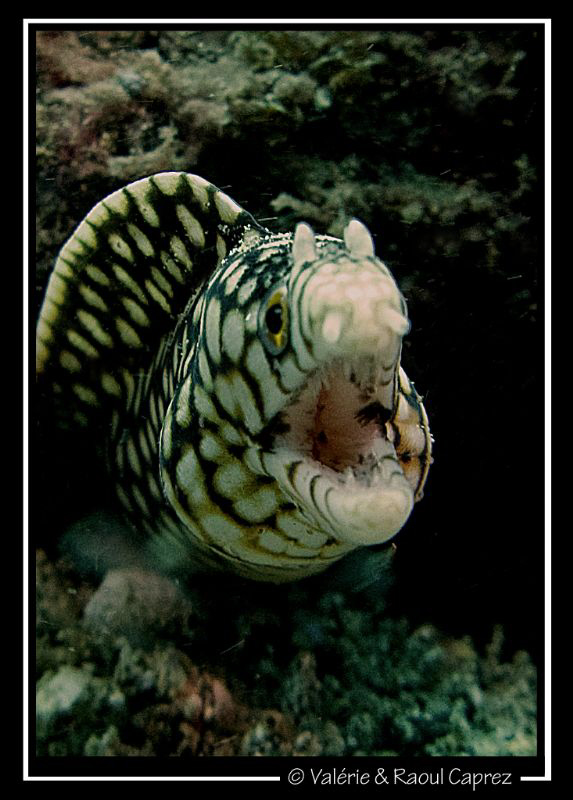A small one, but hot temper :-) (Murenae melanotis) by Raoul Caprez 