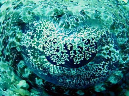 Krokosile fish eye. red sea on Thistlegorm by Jj Waanders 