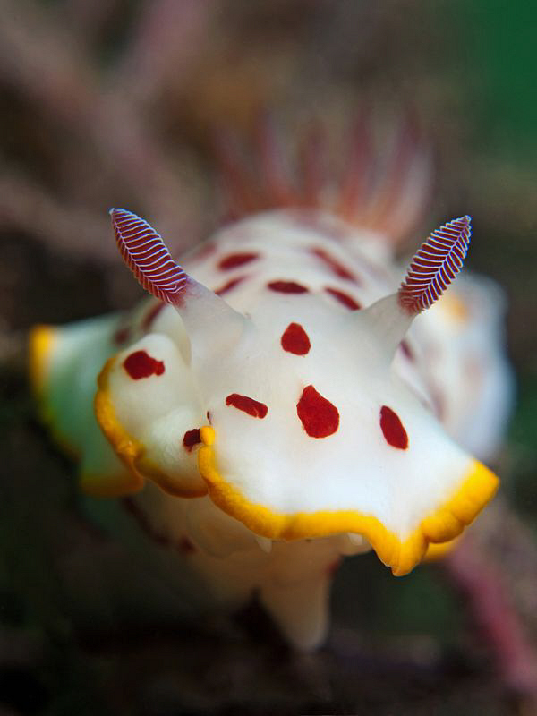 Chromodoris splendida, Nelson Bay by Doug Anderson 