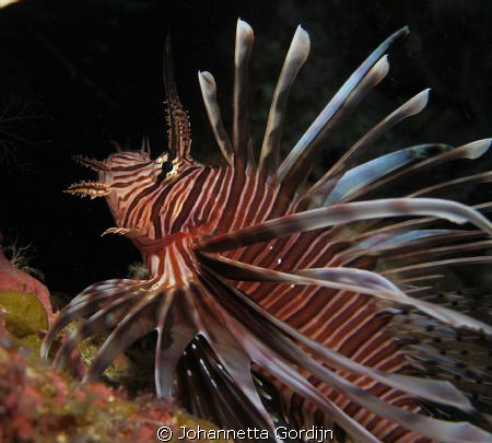 Lionfish increasing again... by Johannetta Gordijn 