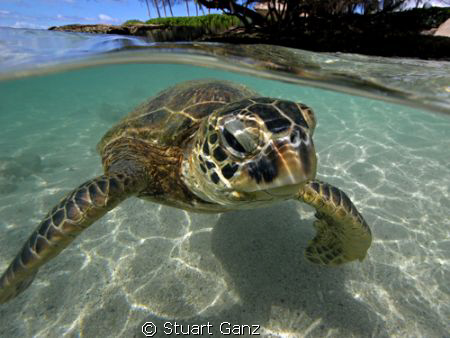 Hawaiian green sea turtle "Honu" by Stuart Ganz 