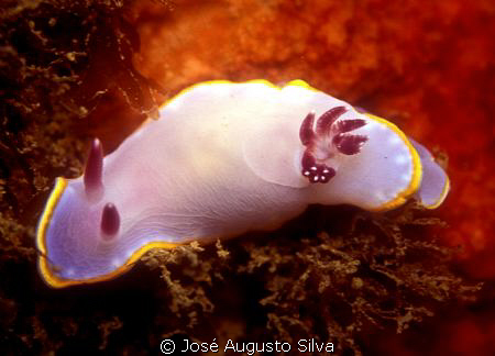 Chromodoris purpurea, 105 nikon lens by José Augusto Silva 