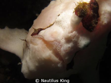 Giant Frog Fish by Nautilus King 