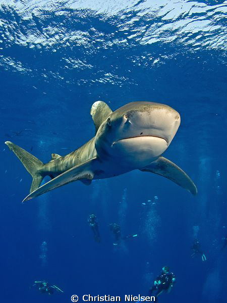 Longimanus and divers on Daedalus Reef. This shark is not... by Christian Nielsen 