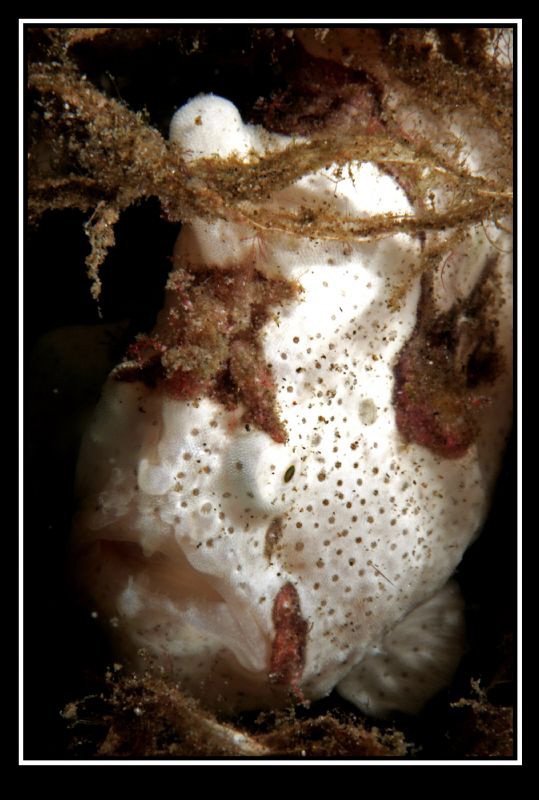 A. pictus :-D by Daniel Strub 