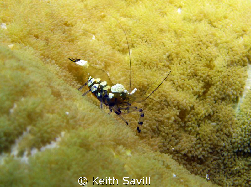 Shrimp. Canon Ixus 85is with Inon Strobe. Cropped. by Keith Savill 