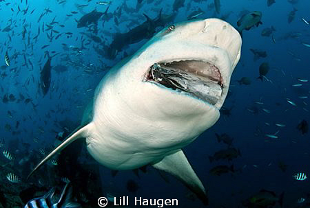 Large female bull shark photographed in Fiji, while munch... by Lill Haugen 