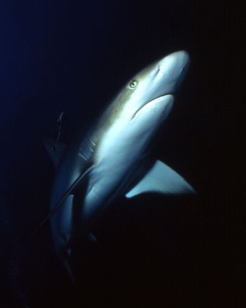 Lil' Shark shot in the Bahamas. by David Spiel 