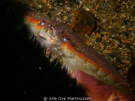 "Crab and bird". 
The crab was eating on a bird and I go... by Atle Ove Martinussen 