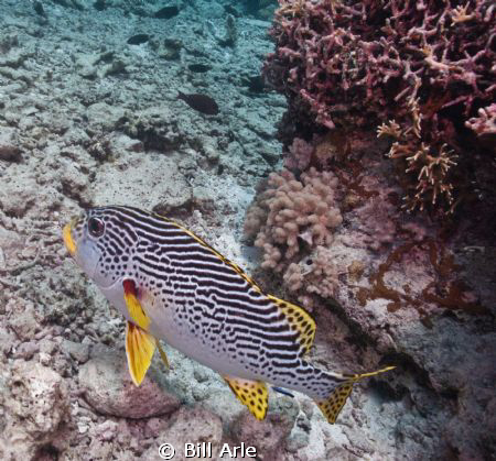 Sweetlips by Bill Arle 