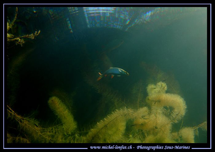 A Pearl roach, Red-eye, close to the surface in a small l... by Michel Lonfat 