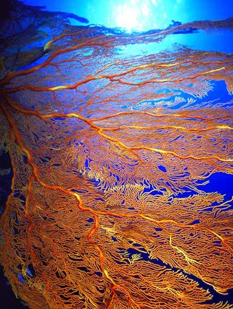 Giant Sea Fan, Fiji (Nikon F4, 18mm/3.5, Aquatica housing... by Andrew Dawson 