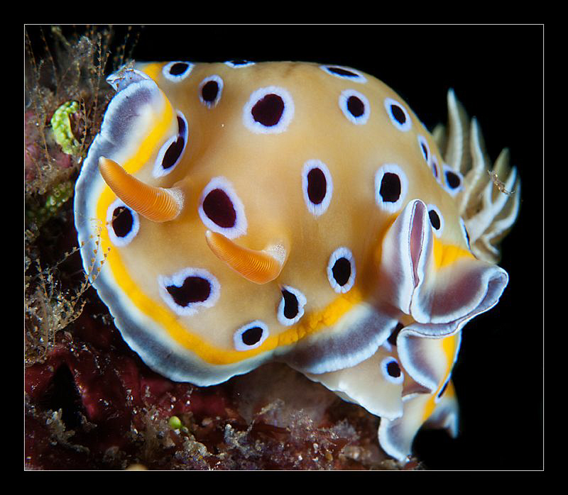 Chromodoris geminus by Charles Wright 
