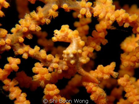 Yellow Pygmy. by Shi Boon Wong 
