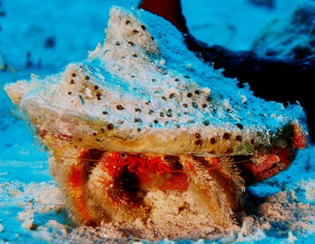 Saw this chap wondering across the sand and he was kind e... by Mark Smith 