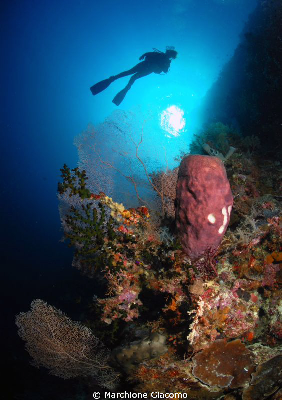 Wakatobi reef 2010
Nikon D200, 10,5 mm, twin strobo by Marchione Giacomo 