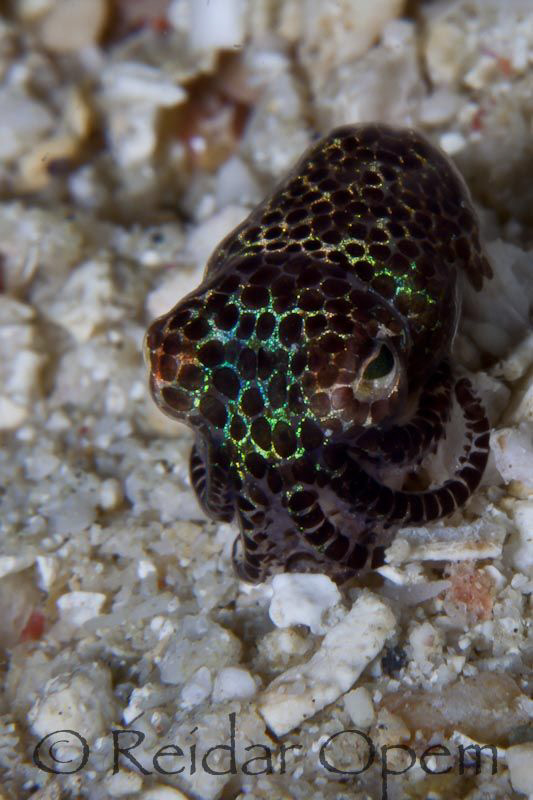 Bobtail squid at Buyat bay by Reidar Opem 