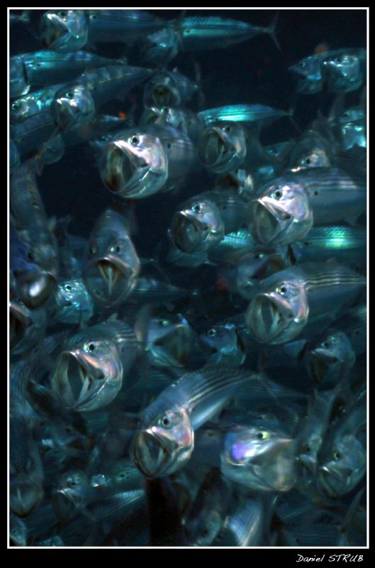 Bigmouth makerels at Subex house reef, El Quseir :-D by Daniel Strub 
