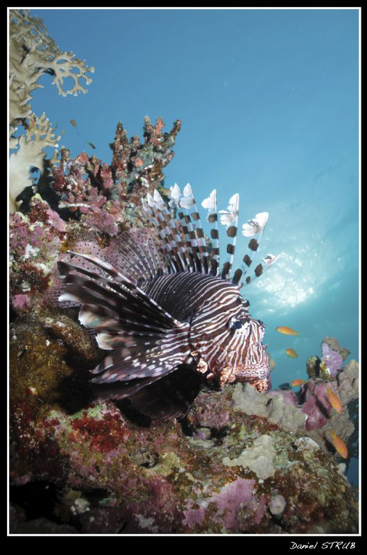 Pterois Volitans :-D by Daniel Strub 