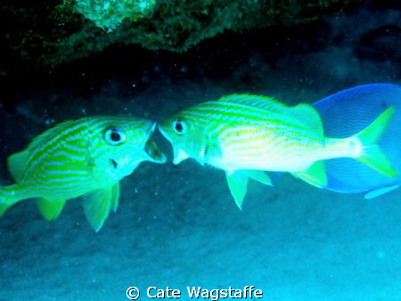 Apparently, in the hierarchical aspect of fish life, comp... by Cate Wagstaffe 