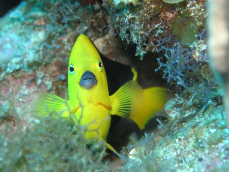 Rock Beauty, in Cayo Largo (Dec 2004) at 63 ft deep with ... by Jean Boisvert 