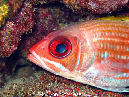 High fin squirrelfish by Ryan Marchese 