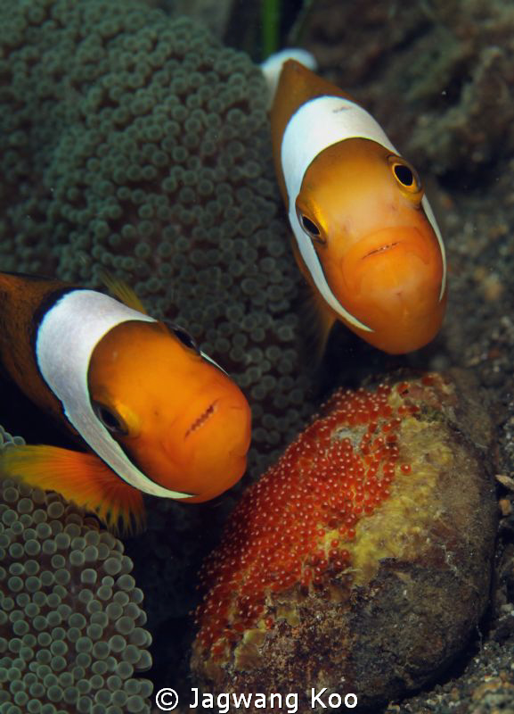 Anemone Fishes With Egg by Jagwang Koo 