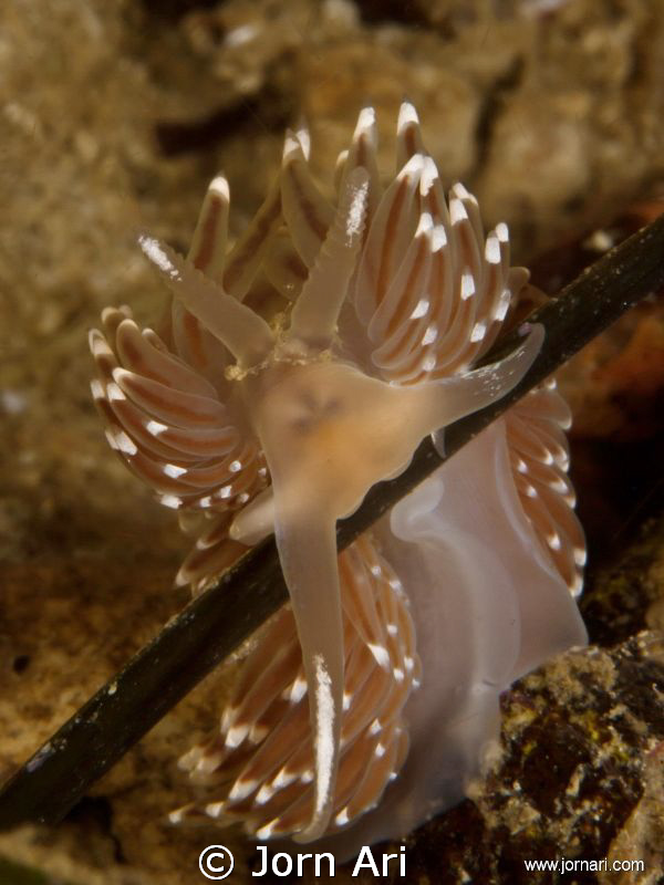 Cuthona concinna.
Foto taken yesterday in Lillebelt - De... by Jorn Ari 