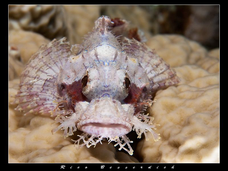 Juvenile Rockfish, Red Sea by Rico Besserdich 