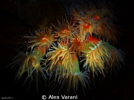 Dendrophyllia gracilis at night by Alex Varani 