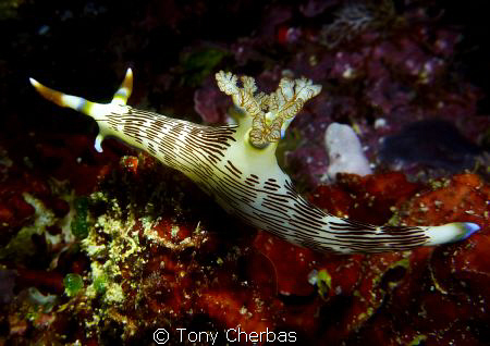 Nudibranch: Panasonic ZS3 with Inon videolight by Tony Cherbas 