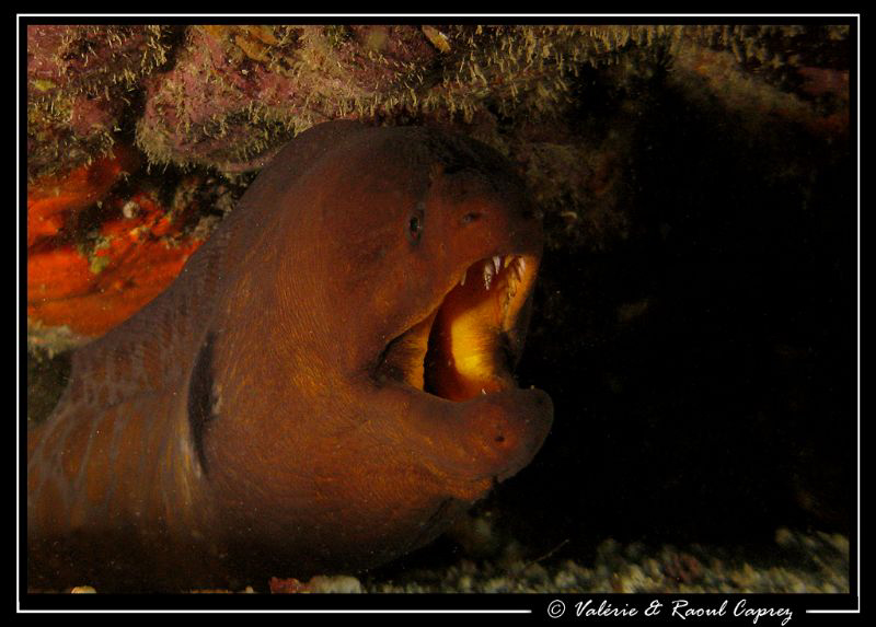 Big Murenae robusta well hidden under a rock... difficult... by Raoul Caprez 