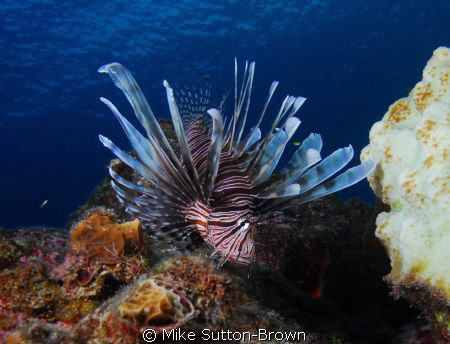 Lionfish by Mike Sutton-Brown 