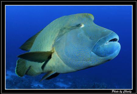 The most friendly fish I've ever met. by Charly Kotnik 