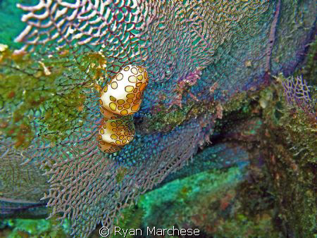 Flamingo Tongues grazing on sea fan by Ryan Marchese 